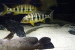 B. microlepis -