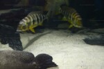 B. microlepis -