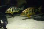 B. microlepis -