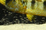 B. microlepis -