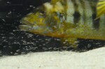 B. microlepis -