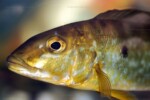 B. microlepis