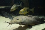 B. microlepis -