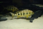 B. microlepis -