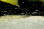 B. microlepis -