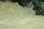 B. microlepis -