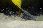 B. microlepis -