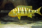 B. microlepis -