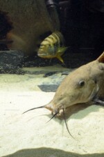 B. microlepis -