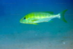 B. microlepis