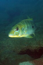 B. microlepis
