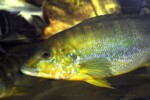 B. microlepis - portrait.