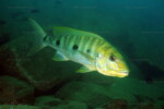 B. microlepis