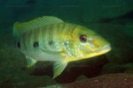 B. microlepis
