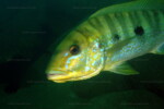 B. microlepis