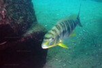 B. microlepis