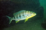 B. microlepis