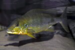 B. microlepis -