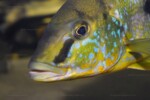 B. microlepis -