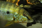 B. microlepis -