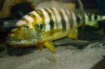 B. microlepis -