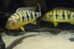 B. microlepis -