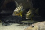 B. microlepis -