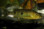 Boulengerochromis microlepis
