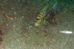 B. microlepis
