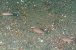 B. microlepis