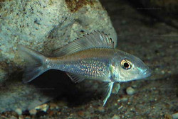 C. stappersi