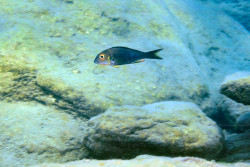 C. macrops
