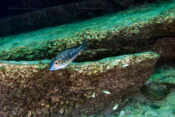 C. macrops