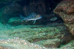 C. macrops