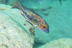 Callochromis macrops