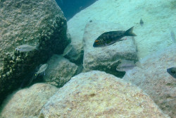 C. macrops