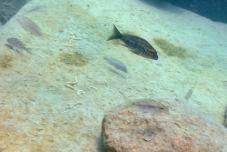 C. macrops