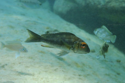 C. macrops