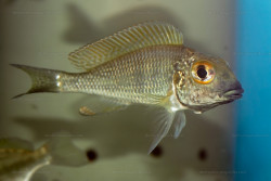 Callochromis macrops