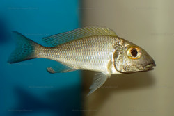 C. macrops