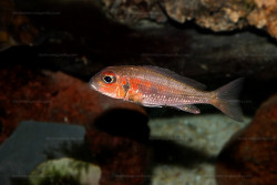 Callochromis macrops