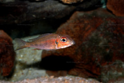 C. macrops