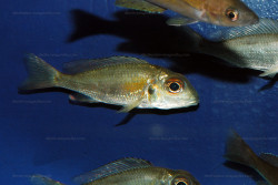 C. macrops