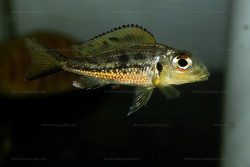 Callochromis melanostigma