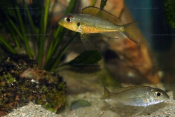 C. melanostigma