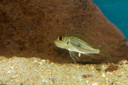 C. melanostigma
