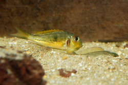 C. melanostigma