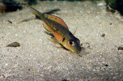 C. melanostigma
