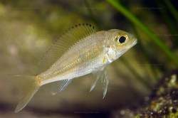 C. melanostigma