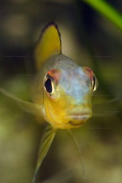 Callochromis melanostigma